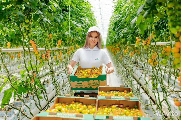 Работник в теплицу вахта