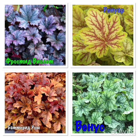 Гейхеры, Лилейники, Ирисы