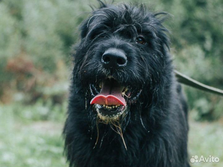 Близкий метис ризеншнауцера ищет дом