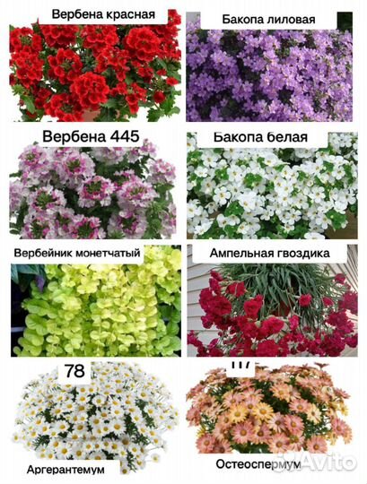 Вегетативные растения