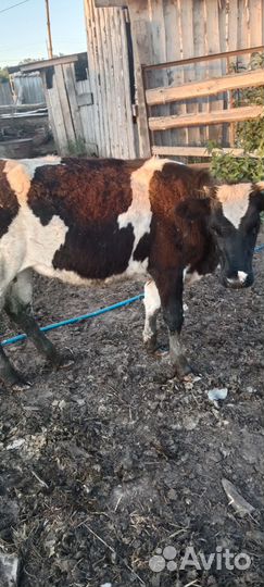 Бык и телка