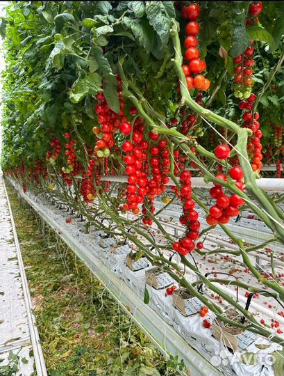 Работа в теплице