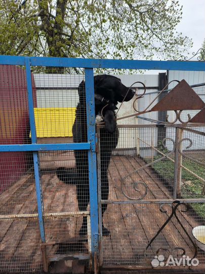 Отдам в добрые руки собаку