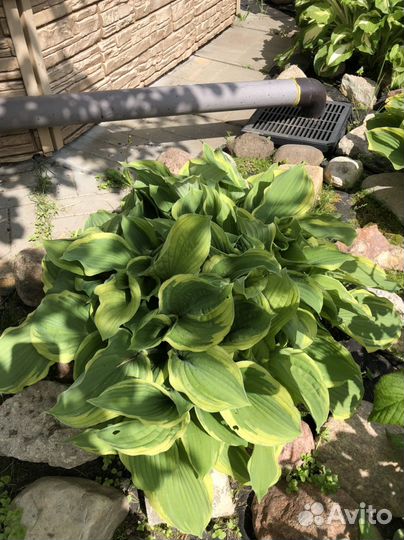 Хоста. Большие кусты