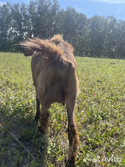 Коза дойная