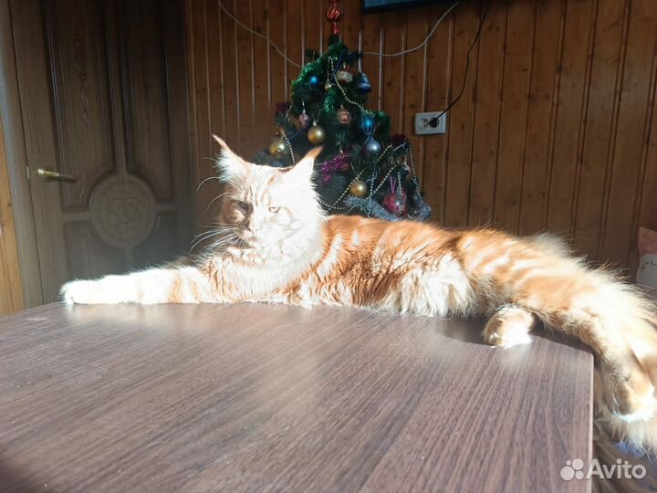 Котята мейн-кун