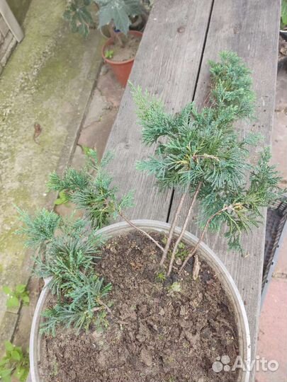 Можжевельники 3 вида