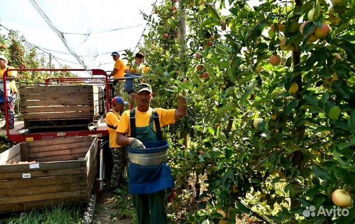 Работник по сборке яблок на сезон