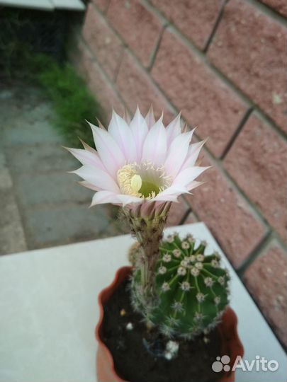 Кактусы, толстянка