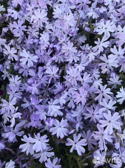 Разные многолетники для вашего сада