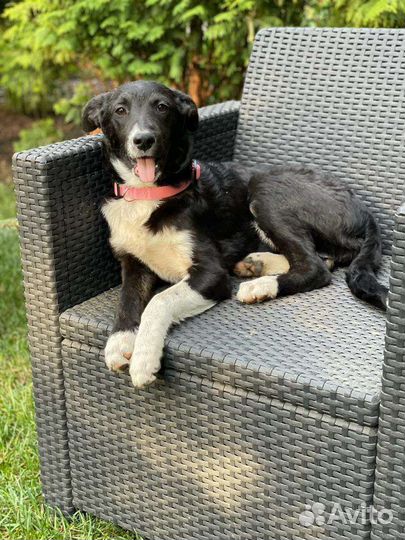 Щенок небольшой собачки