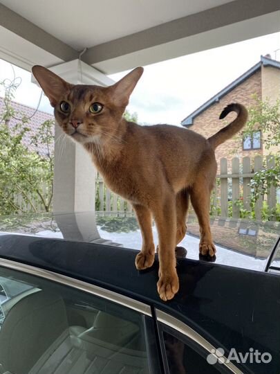 Абиссинский кот