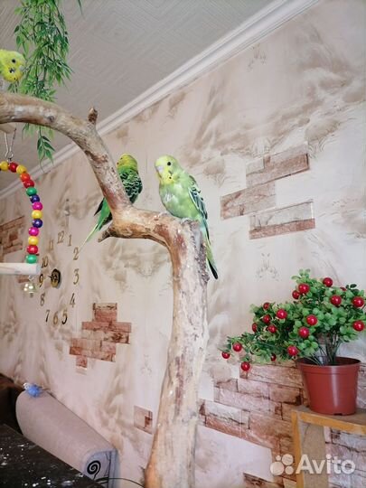 Волнистые попугайчики