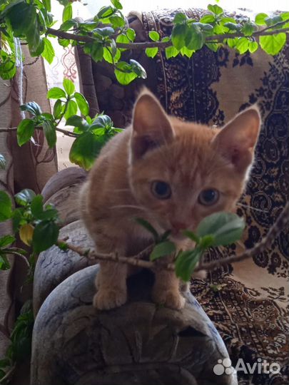 Котенок принесет счастье