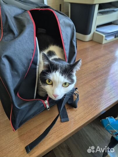 Ролиликовые коньки сумка защита