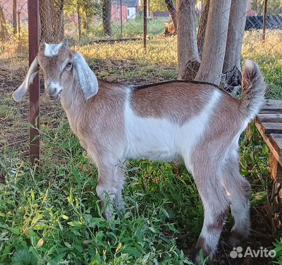 Нубийские козлята процентные