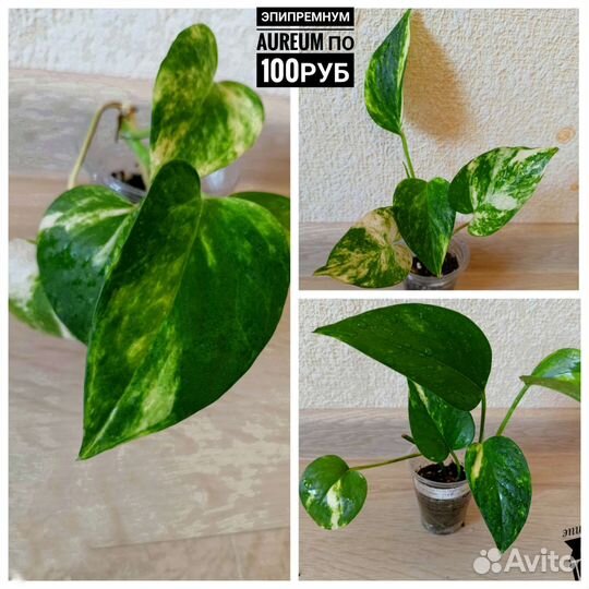 Эпипремнумы, сциндапсусы,хойи,сингониумы сортовые