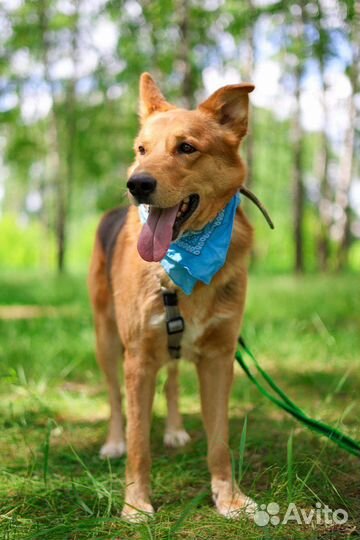 Домашний пёс оказался в приюте