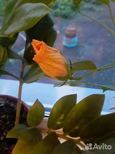 Гибискус цветущий