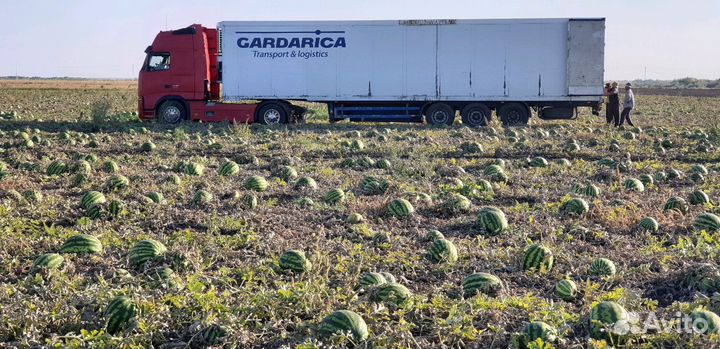 Семена арбуза Продюсер