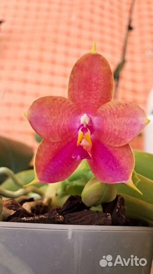 Фаленопсис,ароматный