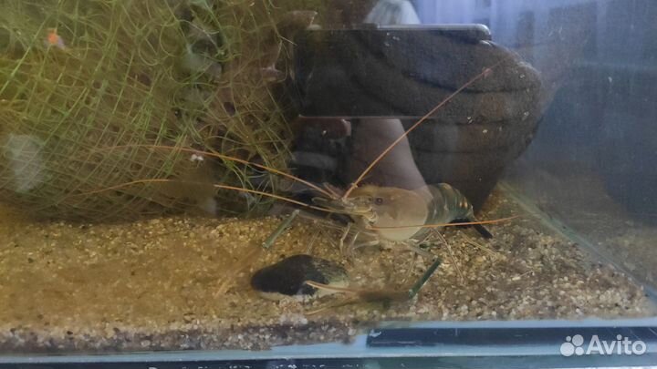 Креветка Розенберга