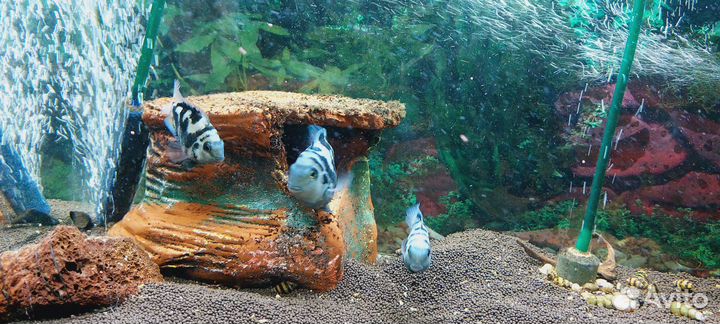 Аквариум 55 литров