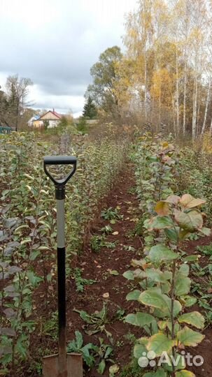 Саженцы плодовых деревьев