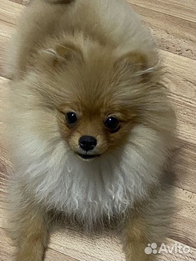 Померанский шпиц мини девочка