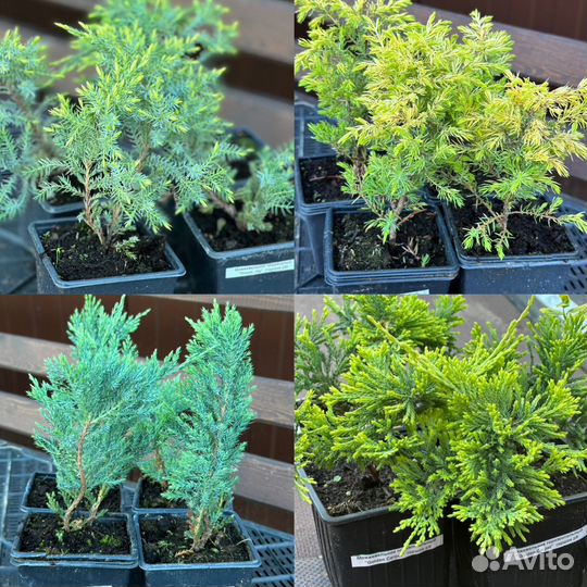 Можжевельник, туя