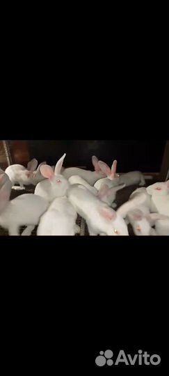 Кролик Строкач