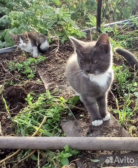 Котята в добрые руки