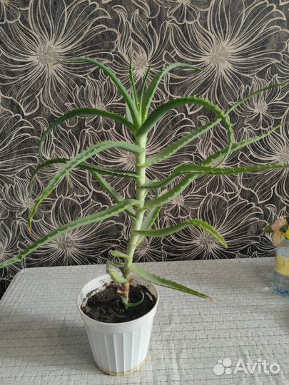 Алоэ лечебный