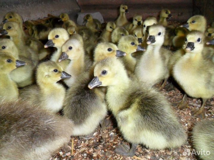 Утята гусята индоутята