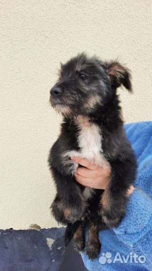 Собака бородачка