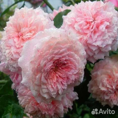 Роза William Christie саженцы