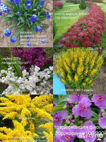 Многолетники для сада, комнатные растения