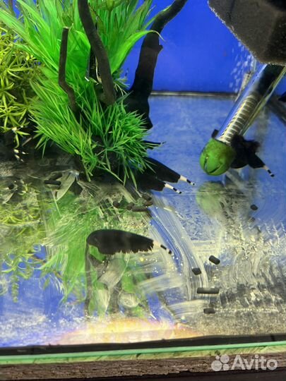 Рыба черный нож