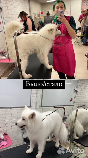 Стрижка домашних животных, груминг