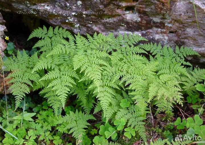 Папоротник и другие декоративные
