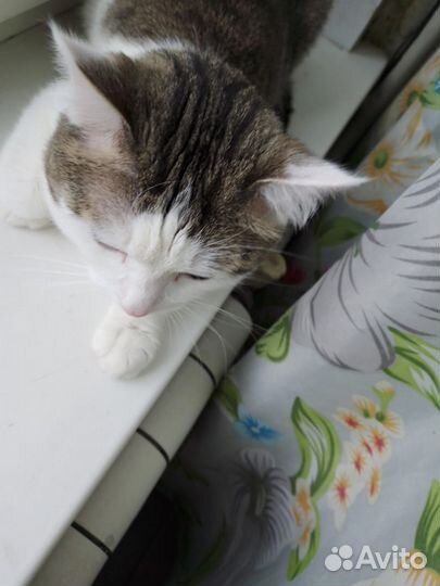 Хороший добрый кот в добрые руки