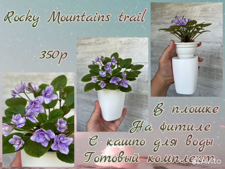 Сортовые трейлерные фиалки