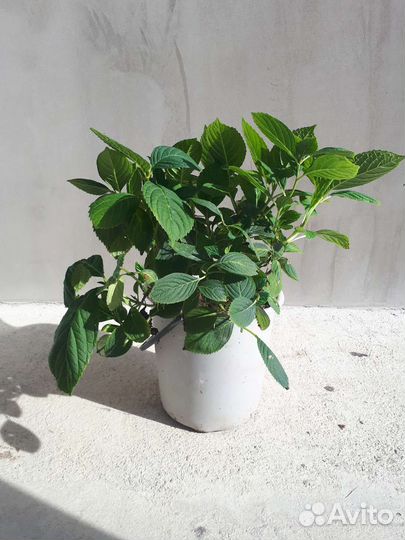 Гортензия розовая/голубая в контейнере