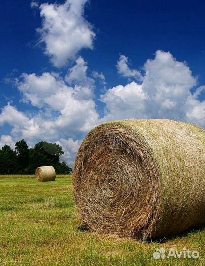 Сено в тюках