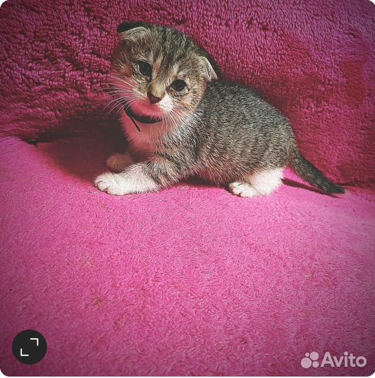 Котята вдобрые руки