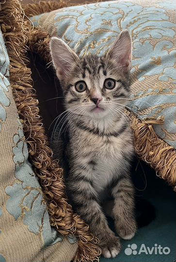 Кошки котята котенок