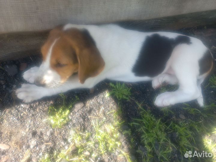 Щенки русской пегой гончей