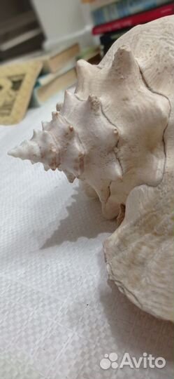 Большая морская раковина