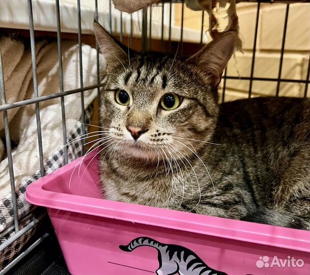 Трогательный полосатый котик Плюшкин в добрые руки