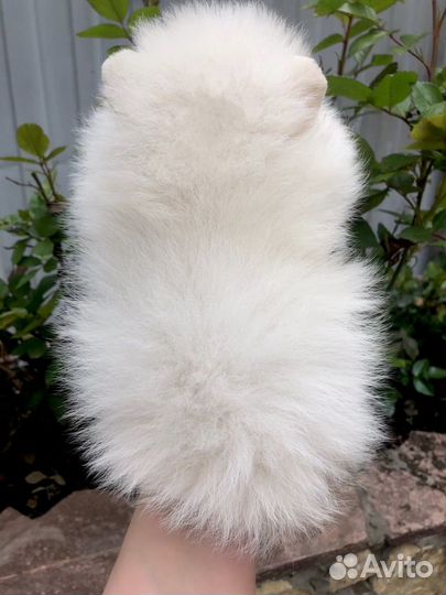 Шпиц. Щенки Шпица